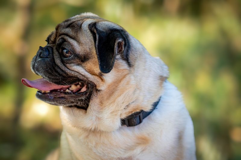 Taking Flat-Faced, Elderly, Overweight, or Sick Dogs Out in Extreme Heat