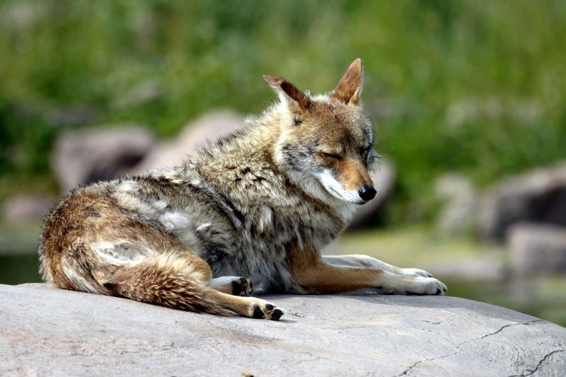 A Relaxed-Looking Coyote Is Still Wild