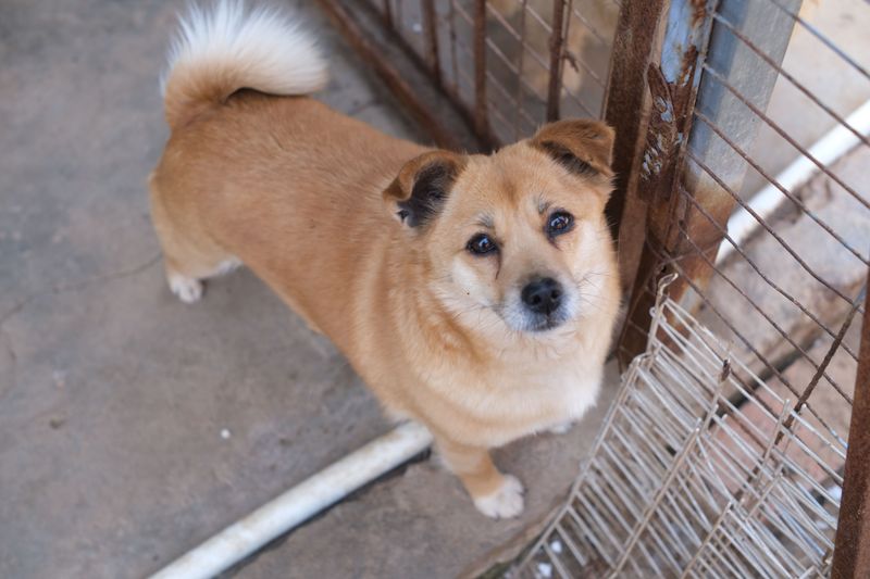 Denver Requires Dogs to Be Spayed or Neutered Unless Permitted