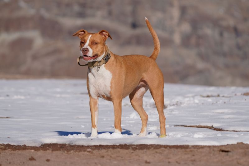 Pit Bull-Type Dogs in Denver Need a Breed-Restricted Permit