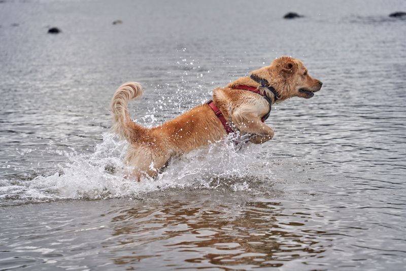 Shoreline Splashing Outside Swim Zones