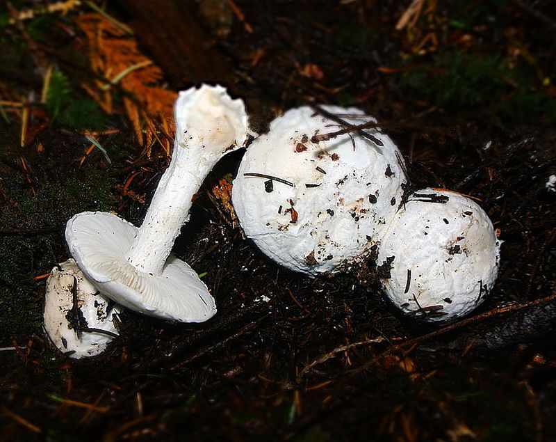 Western Destroying Angel (Amanita silvicola)