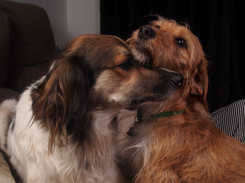 Valley Fever Does Not Spread Between Dogs