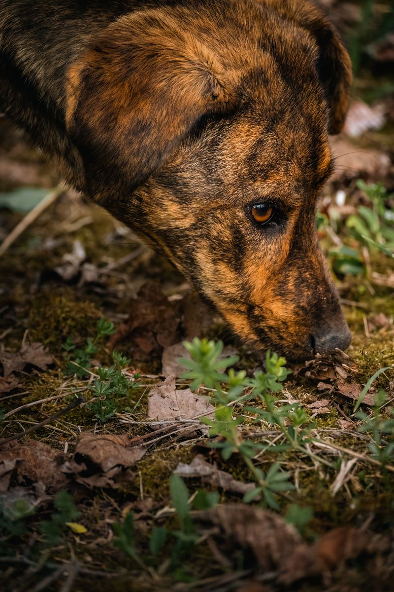 Stop Dogs From Sniffing Under Rocks And Brush