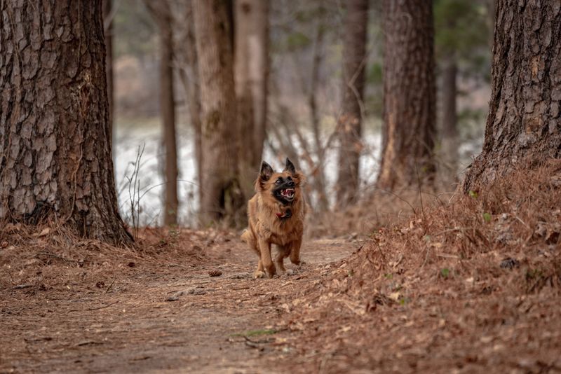 Move Away From the Snake Before Helping Your Dog