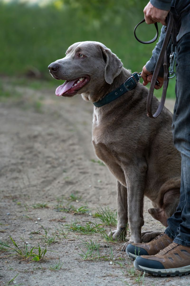 Leash Your Dog and Create Distance