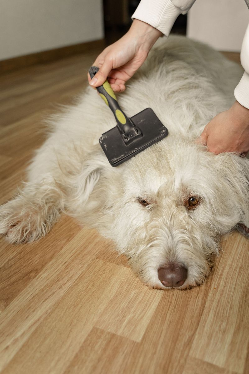 How to Remove Loose Sandburs Safely