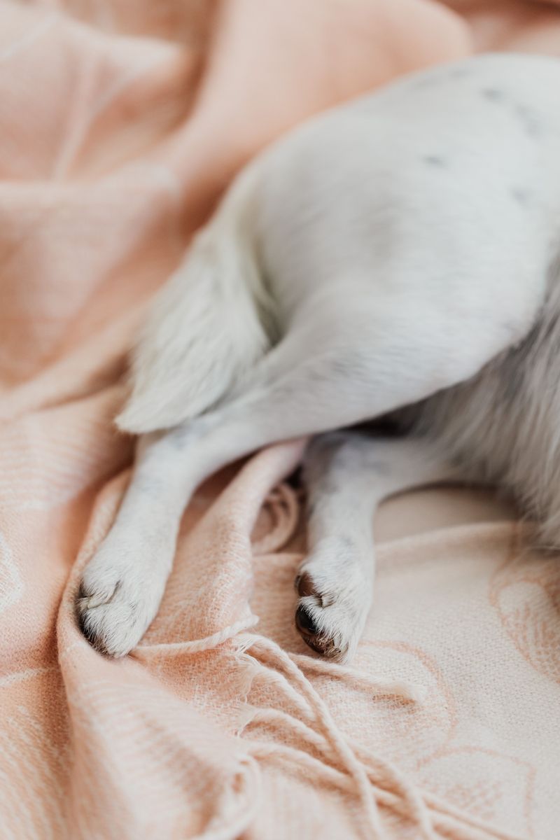 Check Under Your Dog's Tail