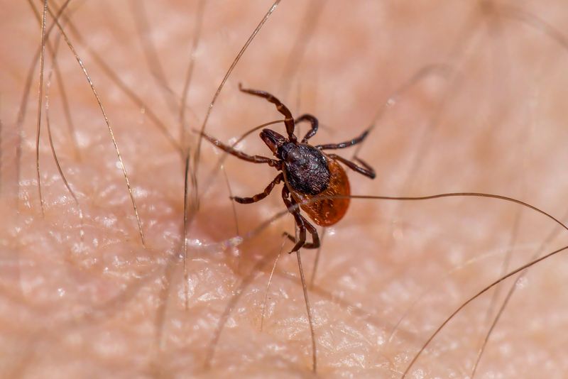 What to Do When You Find a Tick