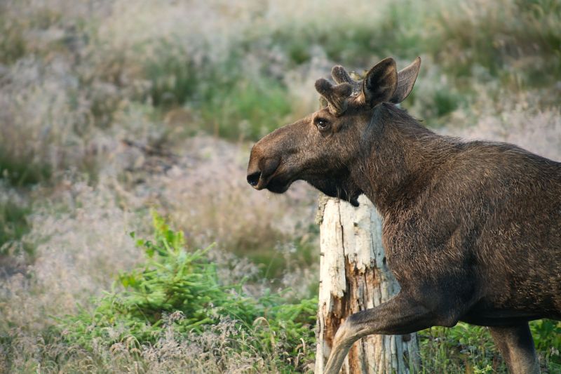 Those Hooves Carry Serious Power
