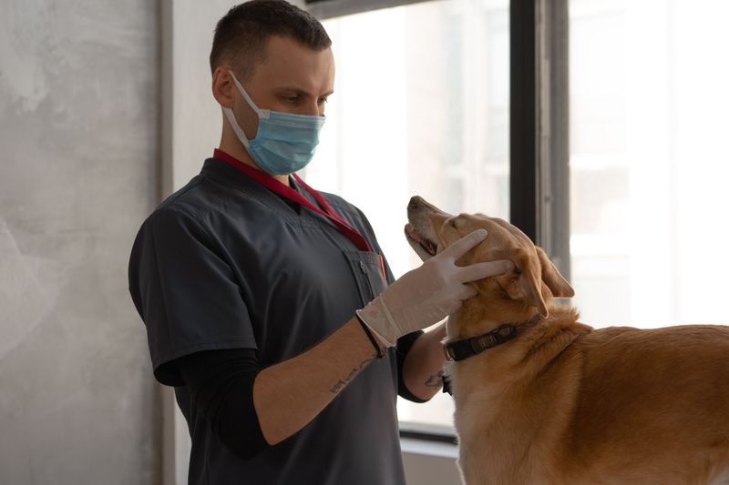 Keep Your Dog's Vaccinations and Records Current