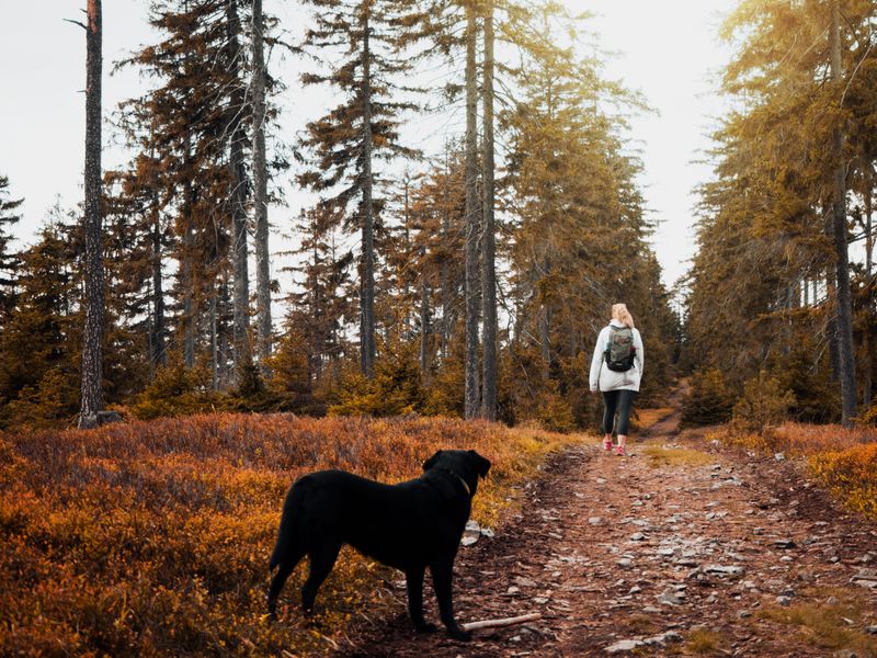 Know What to Do if You Meet a Bear on a Trail