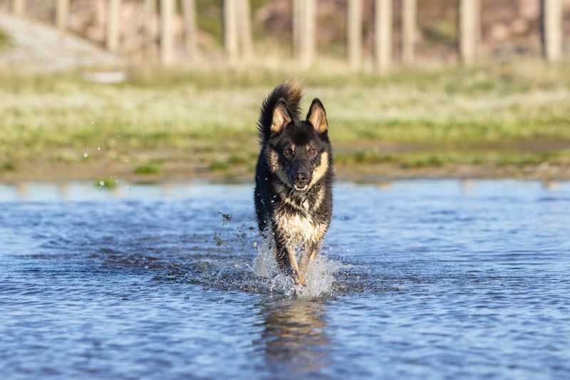 Never Let Your Dog Enter the Water