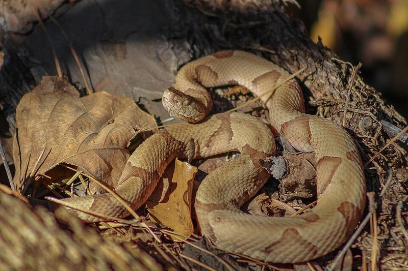 Give the Copperhead an Escape Route
