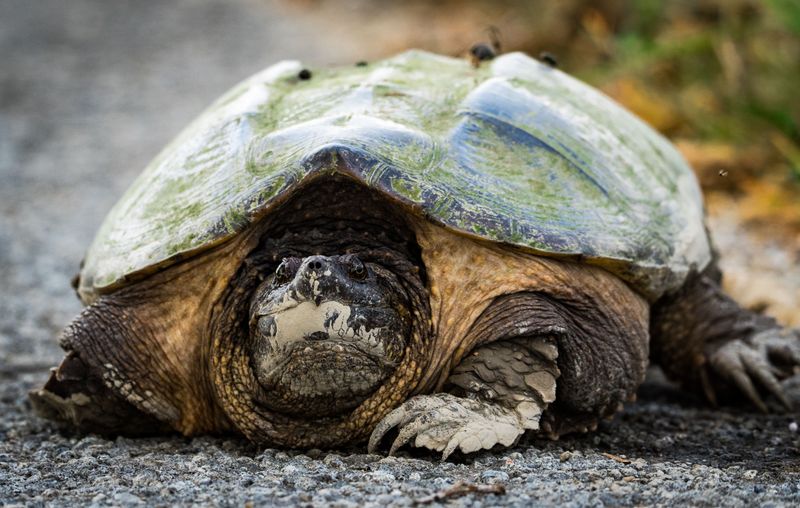 Stay Calm Around the Turtle