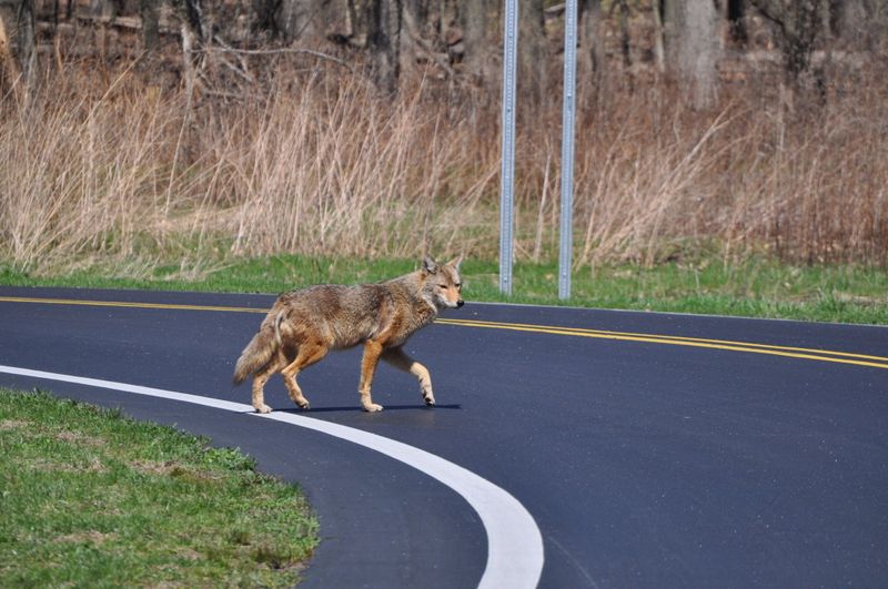 Avoid Getting Between A Coyote And Its Escape Route