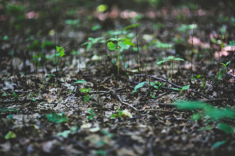 Be Extra Careful Around Leaf Litter And Brush