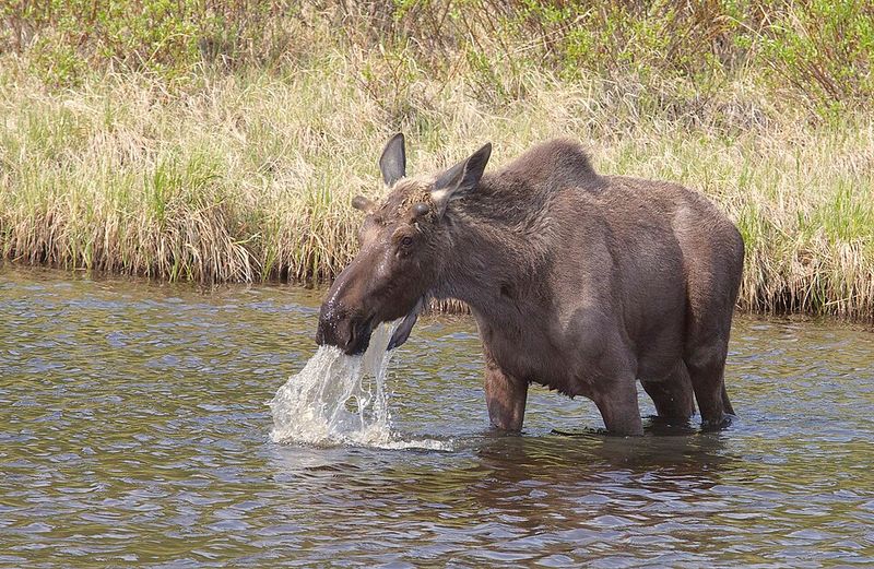Give the Moose Time to Leave
