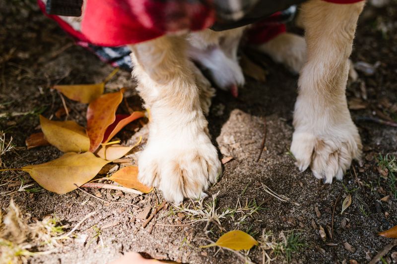 Give Your Dog’s Paws a Careful Look