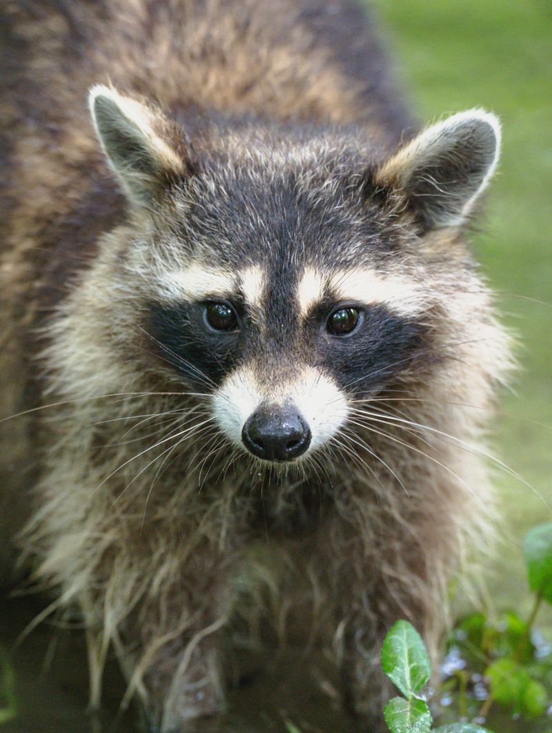 Note the Animal's Location, Appearance, and Behavior