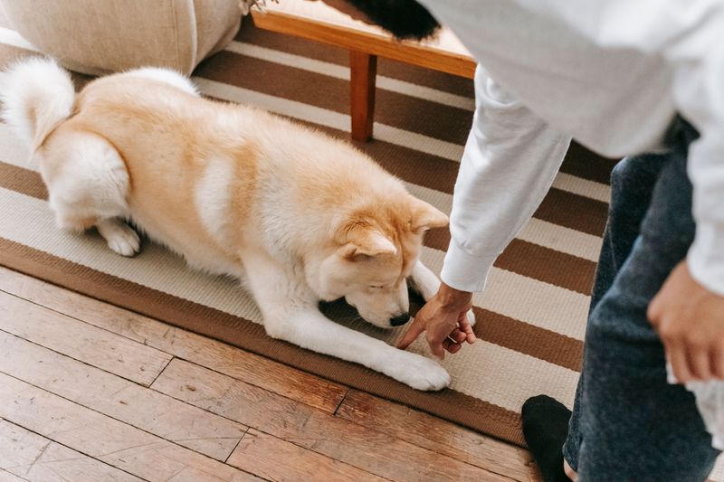 Put Your Dog Behind You