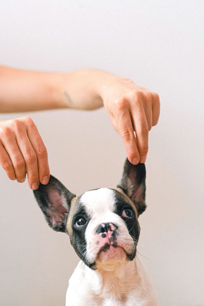 Ears And Head Deserve Extra Time