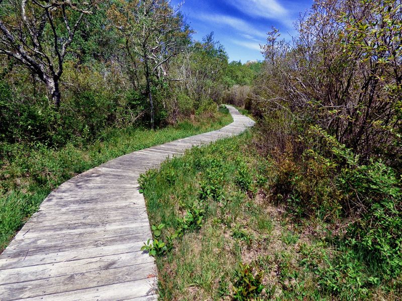 Pilgrim Spring Trail, Truro