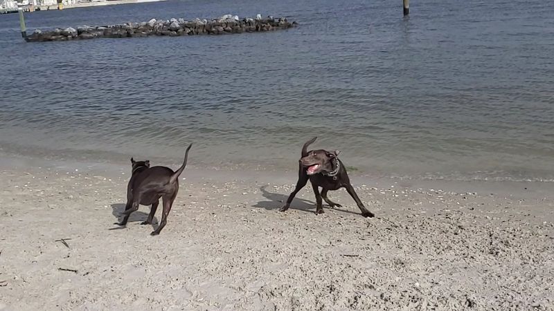 Davis Island Dog Beach - Tampa