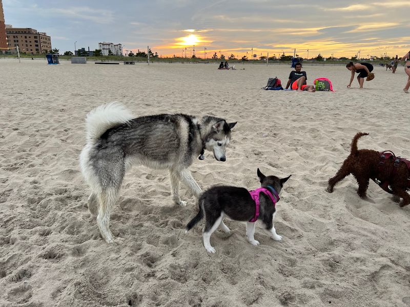 Asbury Park Dog Beach