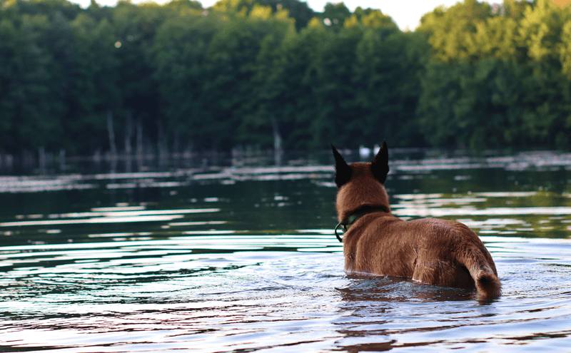 Why Upstate Lakes Make Sense For Summer Dog Days