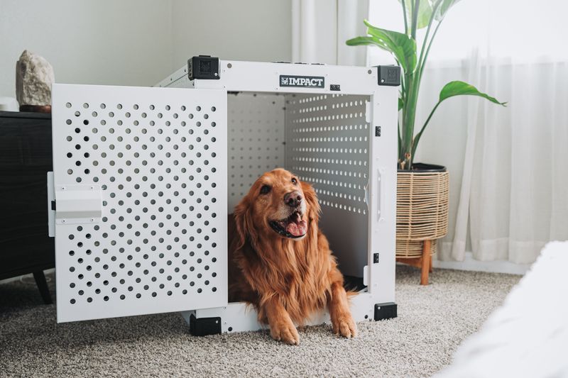 Give Your Dog an Assigned Spot in the Safe Room