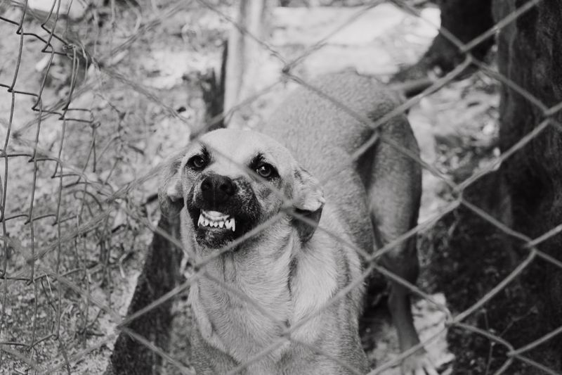 Owners Have Legal Duties After Their Dog Bites a Person