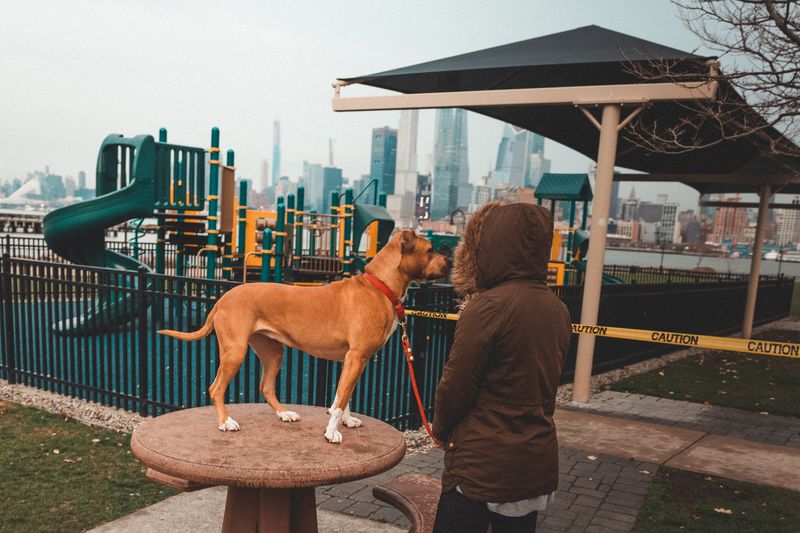 Even Off-Leash Areas Still Come with Requirements