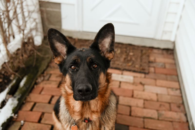 Dogs Standing Up for Their People