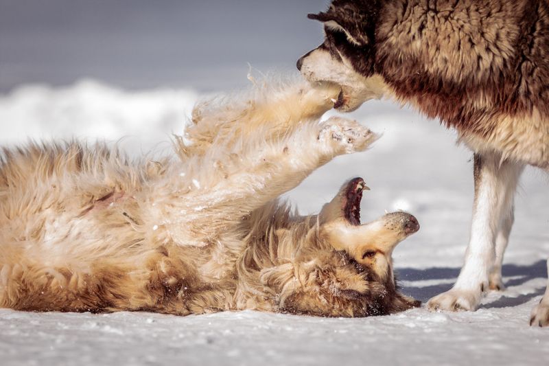 Florida Statute 767.04 Covers People, Not Dog-on-Dog Attacks