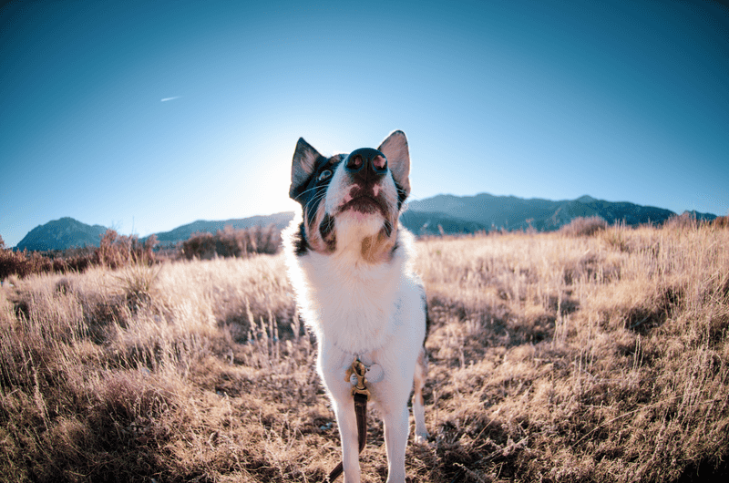 Some Off-Leash Areas Require a Paid Dog Pass
