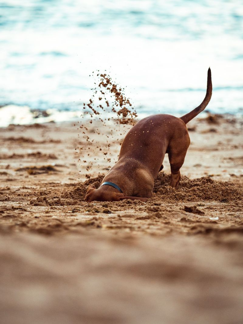 Digging Dogs May Face More Exposure