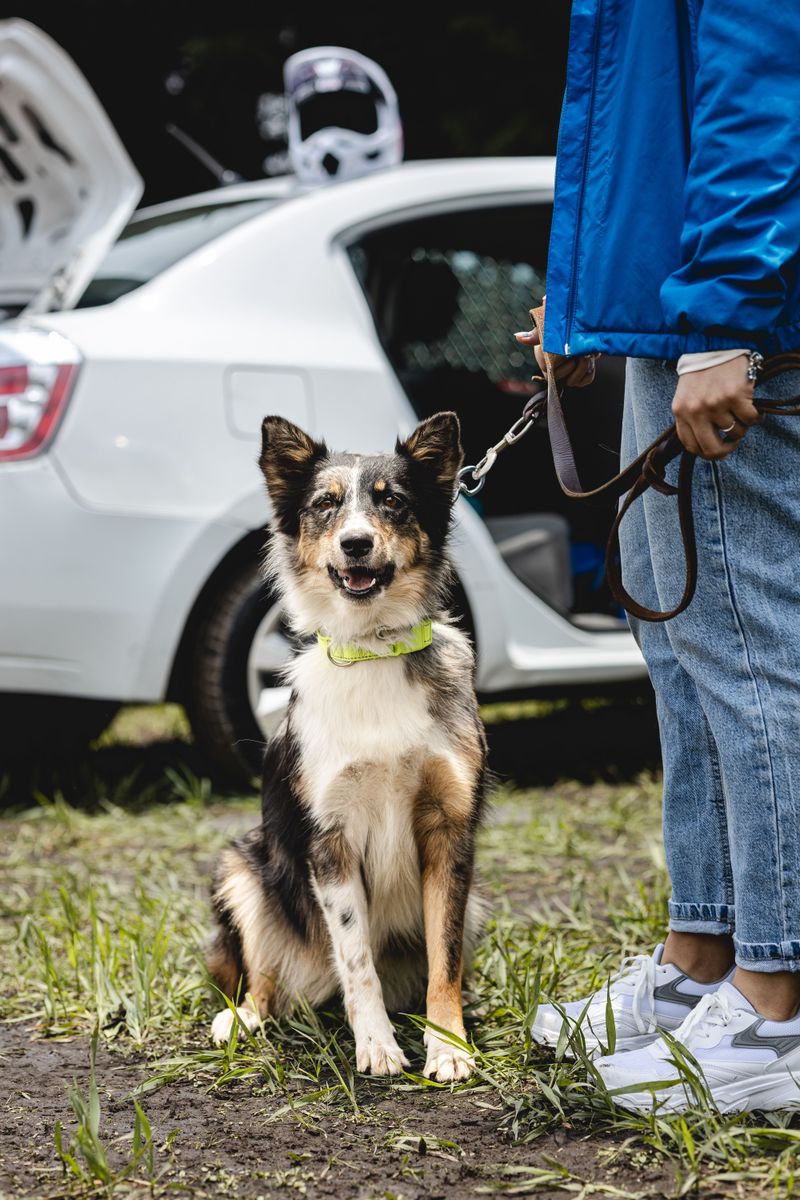 Check Your Dog Before Getting Back In The Car