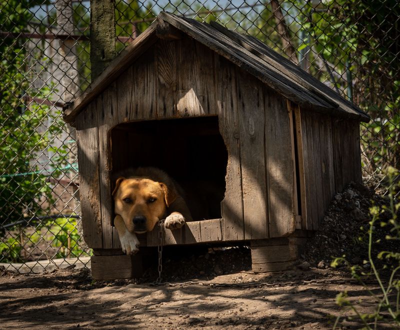 Neglect and Cruelty Laws Protect Dogs