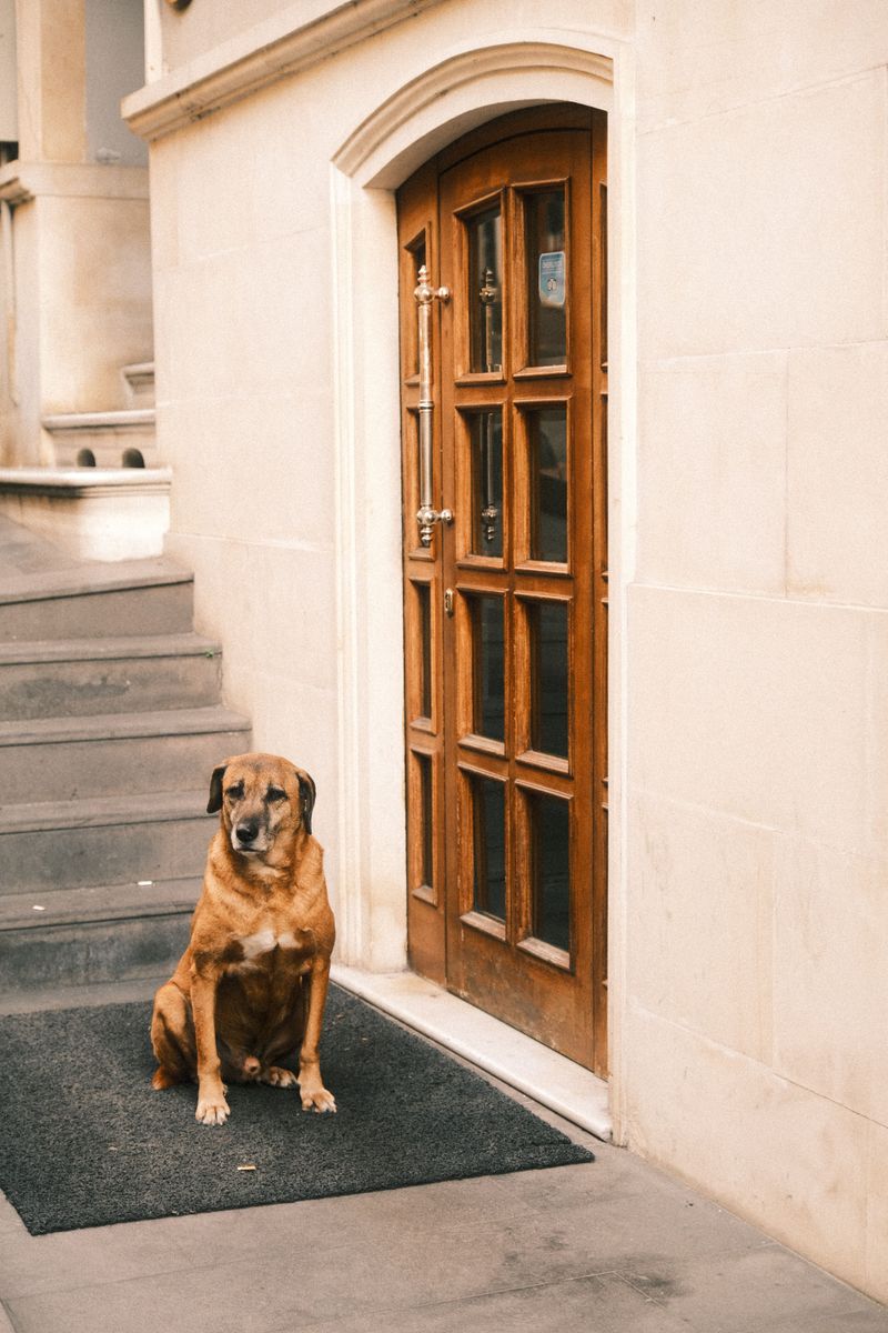 Your Dog Can Bring Hitchhikers Indoors