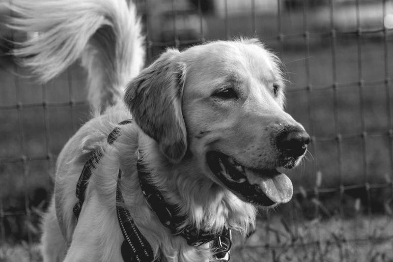 Female Dogs in Heat Cannot Roam Freely