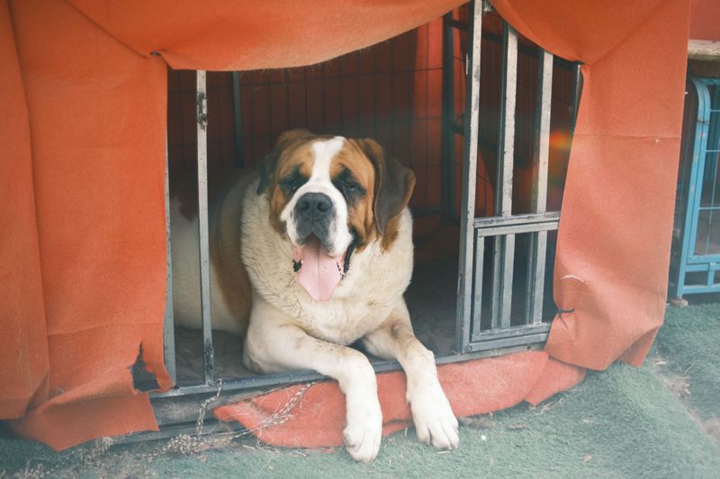 Dogs Must Have Adequate Shelter and Protection from the Weather