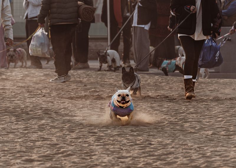 Responsibility for Dogs Running at Large