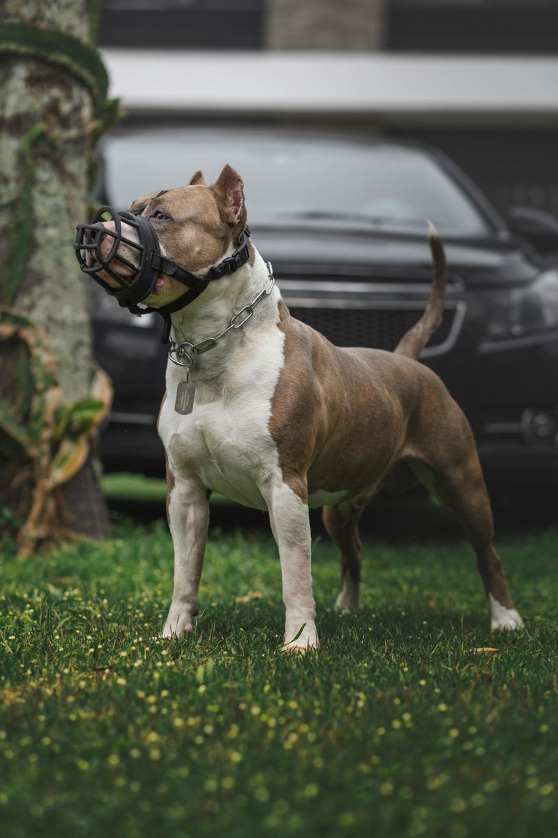 Dangerous Dogs Must Be Muzzled and Leashed Outside Their Enclosure