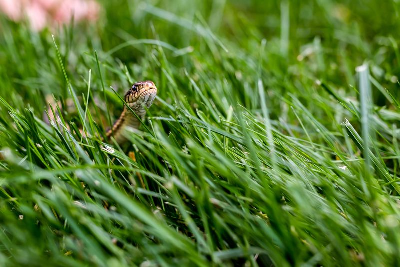 Wildlife May Move Into Unexpected Areas
