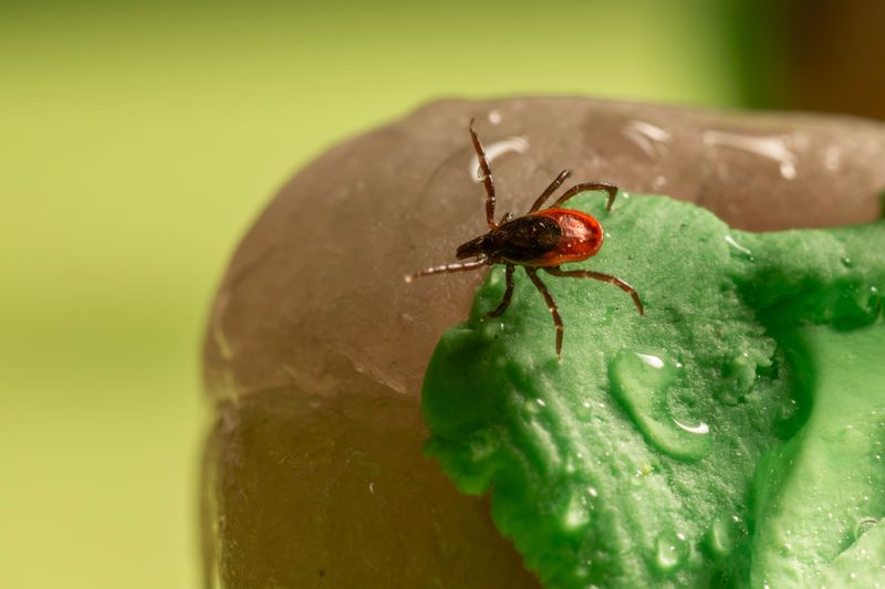 Nymphs Are Roughly The Size Of A Poppy Seed