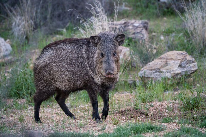 Javelinas Deserve Distance, Not Introductions