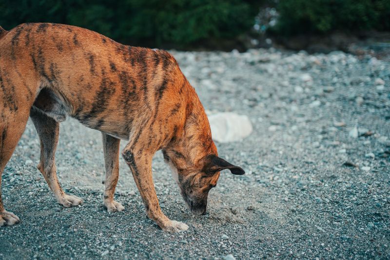 Dogs Can Pick It Up Outdoors