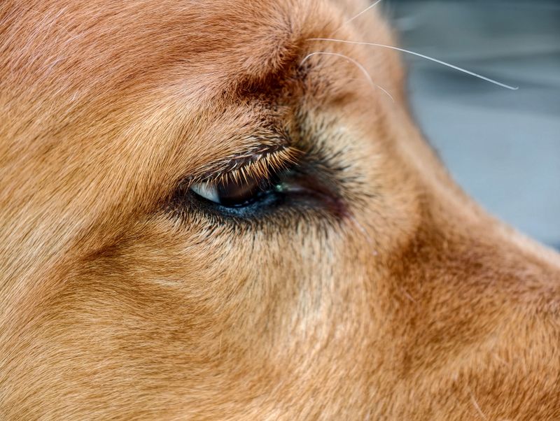 Eyelids And Eye Corners Catch Them Too