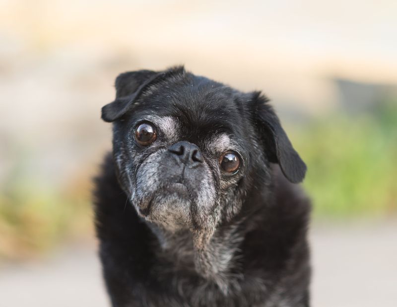 Flat-Faced And Senior Dogs Need Closer Watching